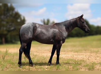 American Quarter Horse, Merrie, 5 Jaar, 147 cm, Roan-Blue