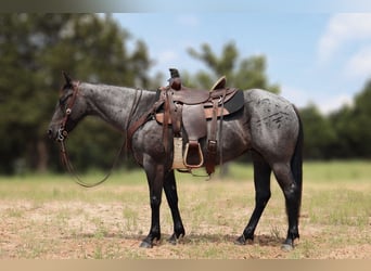 American Quarter Horse, Merrie, 5 Jaar, 147 cm, Roan-Blue