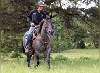 American Quarter Horse, Merrie, 5 Jaar, 147 cm, Roan-Blue