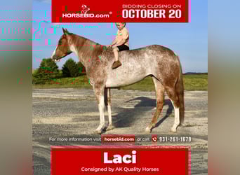 American Quarter Horse, Merrie, 5 Jaar, 147 cm, Roan-Red
