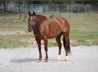 American Quarter Horse, Merrie, 5 Jaar, 147 cm, Roodvos