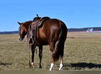 American Quarter Horse, Merrie, 5 Jaar, 147 cm, Roodvos