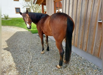 American Quarter Horse, Merrie, 5 Jaar, 148 cm, Brauner