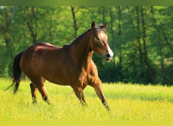 American Quarter Horse, Merrie, 5 Jaar, 148 cm, Brauner