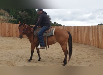 American Quarter Horse, Merrie, 5 Jaar, 148 cm, Bruin