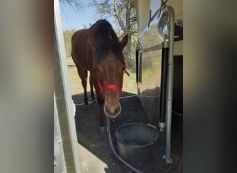 American Quarter Horse, Merrie, 5 Jaar, 148 cm, Bruin