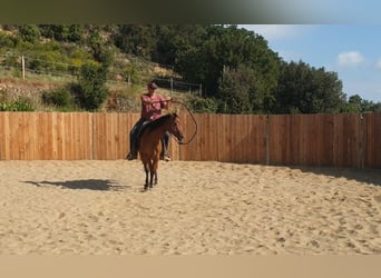 American Quarter Horse, Merrie, 5 Jaar, 148 cm, Bruin