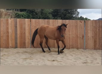 American Quarter Horse, Merrie, 5 Jaar, 148 cm, Bruin