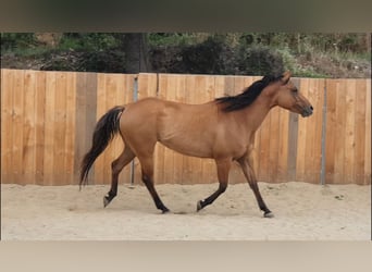 American Quarter Horse, Merrie, 5 Jaar, 148 cm, Bruin
