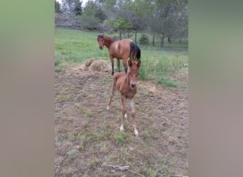 American Quarter Horse, Merrie, 5 Jaar, 148 cm, Bruin