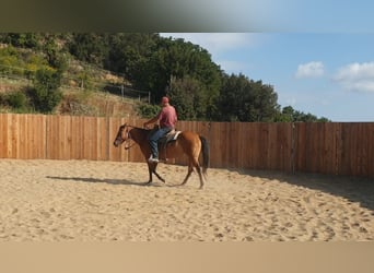 American Quarter Horse, Merrie, 5 Jaar, 148 cm, Bruin