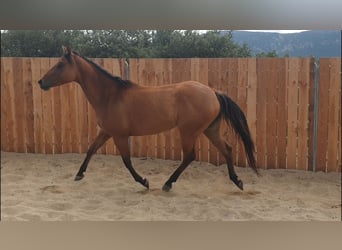 American Quarter Horse, Merrie, 5 Jaar, 148 cm, Bruin