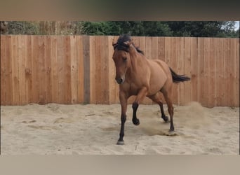 American Quarter Horse, Merrie, 5 Jaar, 148 cm, Bruin