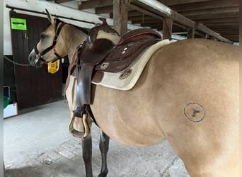 American Quarter Horse, Merrie, 5 Jaar, 148 cm, Buckskin