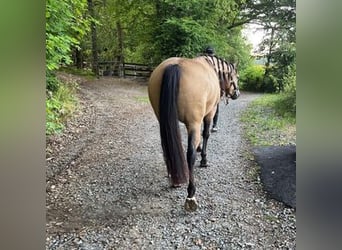 American Quarter Horse, Merrie, 5 Jaar, 148 cm, Buckskin