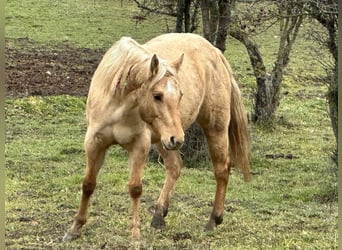 American Quarter Horse, Merrie, 5 Jaar, 148 cm, Dunalino