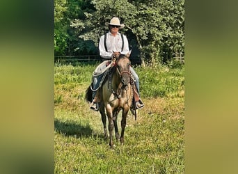 American Quarter Horse, Merrie, 5 Jaar, 148 cm, Dunalino