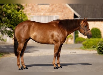 American Quarter Horse, Merrie, 5 Jaar, 148 cm, Vos