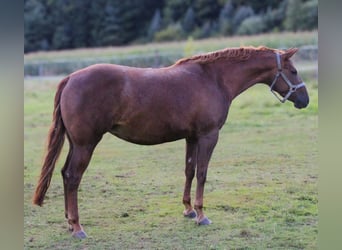 American Quarter Horse, Merrie, 5 Jaar, 148 cm, Vos