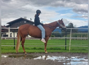 American Quarter Horse, Merrie, 5 Jaar, 148 cm, Vos