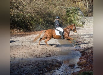 American Quarter Horse, Merrie, 5 Jaar, 148 cm, Vos