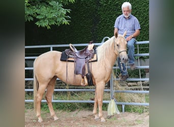 American Quarter Horse, Merrie, 5 Jaar, 149 cm, Palomino