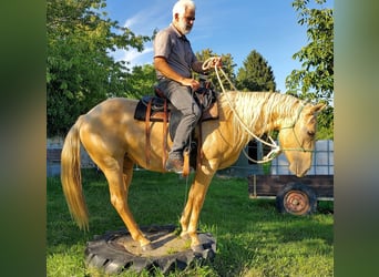 American Quarter Horse, Merrie, 5 Jaar, 149 cm, Palomino