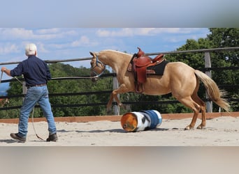American Quarter Horse, Merrie, 5 Jaar, 149 cm, Palomino