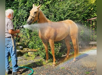 American Quarter Horse, Merrie, 5 Jaar, 149 cm, Palomino