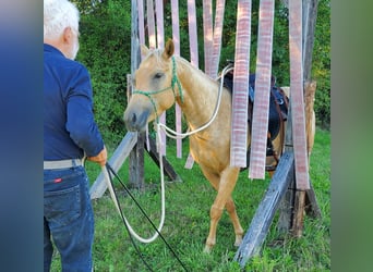 American Quarter Horse, Merrie, 5 Jaar, 149 cm, Palomino