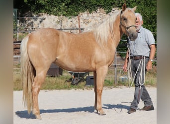 American Quarter Horse, Merrie, 5 Jaar, 149 cm, Palomino