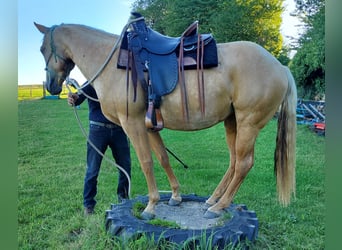American Quarter Horse, Merrie, 5 Jaar, 149 cm, Palomino
