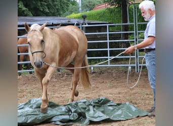 American Quarter Horse, Merrie, 5 Jaar, 149 cm, Palomino