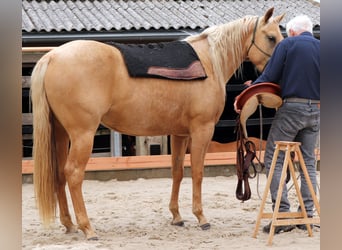 American Quarter Horse, Merrie, 5 Jaar, 149 cm, Palomino