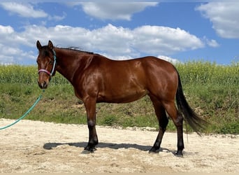 American Quarter Horse, Merrie, 5 Jaar, 150 cm, Brauner