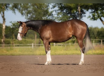 American Quarter Horse, Merrie, 5 Jaar, 150 cm, Bruin
