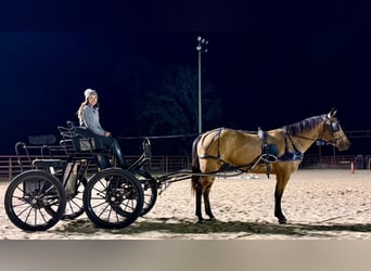 American Quarter Horse, Merrie, 5 Jaar, 150 cm, Buckskin