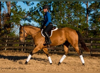 American Quarter Horse, Merrie, 5 Jaar, 150 cm, Buckskin