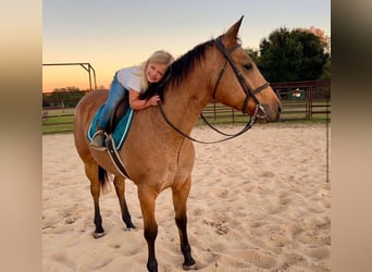 American Quarter Horse, Merrie, 5 Jaar, 150 cm, Buckskin