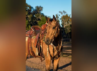 American Quarter Horse, Merrie, 5 Jaar, 150 cm, Buckskin