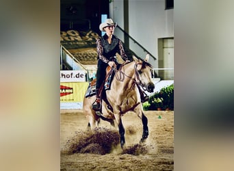 American Quarter Horse, Merrie, 5 Jaar, 150 cm, Buckskin