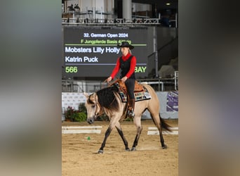 American Quarter Horse, Merrie, 5 Jaar, 150 cm, Buckskin