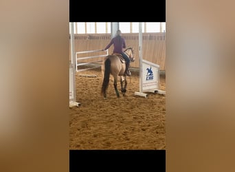 American Quarter Horse, Merrie, 5 Jaar, 150 cm, Buckskin