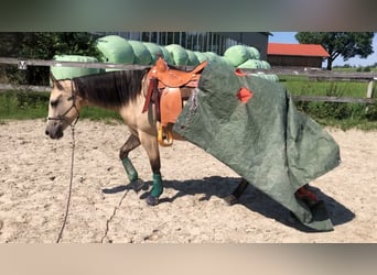 American Quarter Horse, Merrie, 5 Jaar, 150 cm, Buckskin