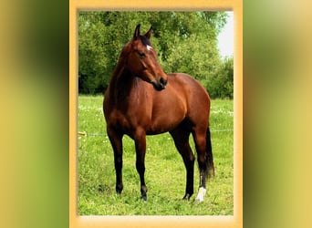 American Quarter Horse, Merrie, 5 Jaar, 150 cm, Donkerbruin