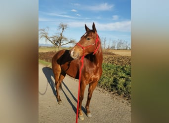 American Quarter Horse, Merrie, 5 Jaar, 150 cm, Donkere-vos