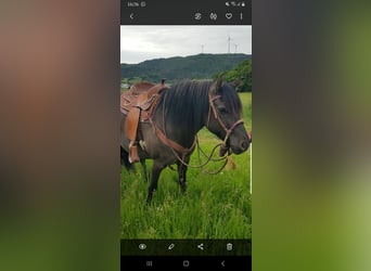 American Quarter Horse Mix, Merrie, 5 Jaar, 150 cm, Grullo