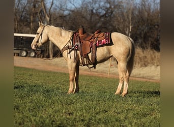 American Quarter Horse, Merrie, 5 Jaar, 150 cm, Palomino