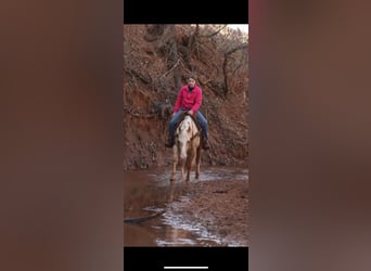 American Quarter Horse, Merrie, 5 Jaar, 150 cm, Palomino