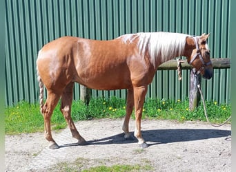 American Quarter Horse, Merrie, 5 Jaar, 150 cm, Palomino